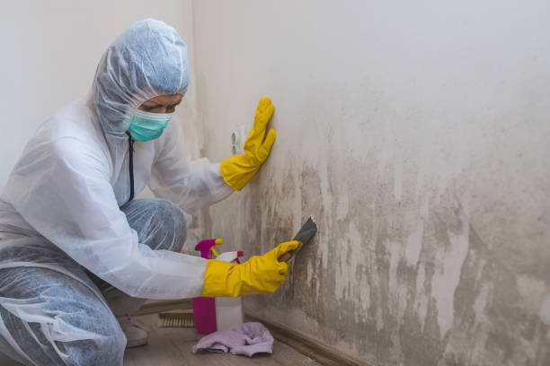 Best Commercial Mold Inspection  in Wamego, KS