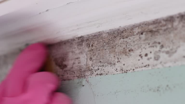 Best Environmental Consulting for Mold Prevention  in Wamego, KS